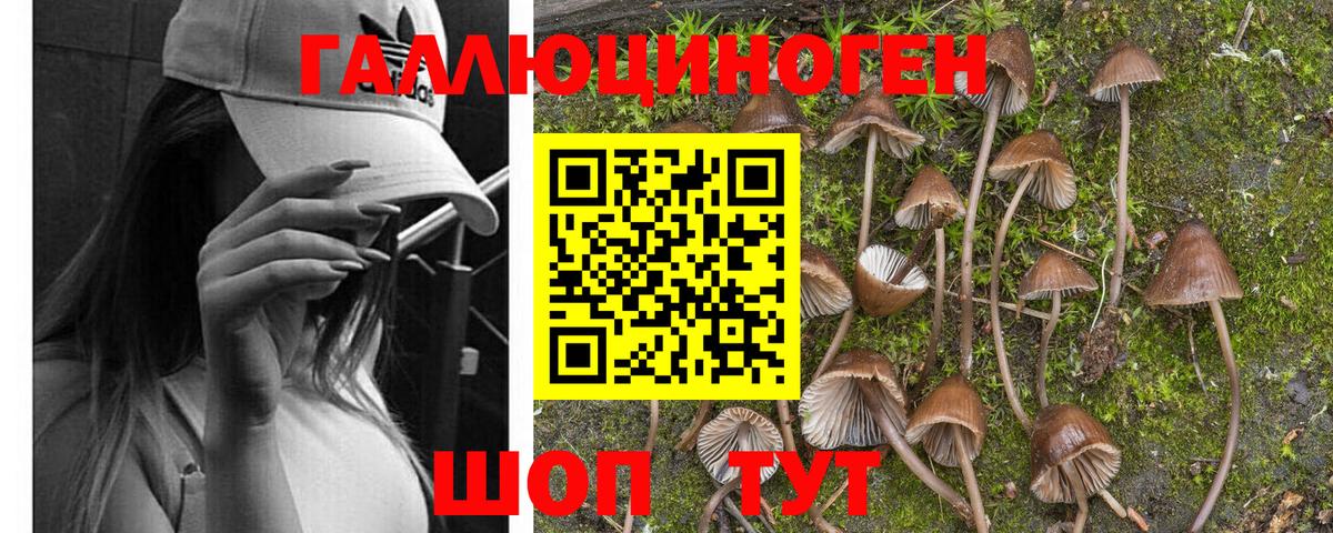 Псилоцибиновые грибы мицелий Асино
